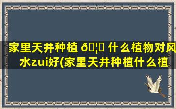 家里天井种植 🦈 什么植物对风水zui
好(家里天井种植什么植物对风 💮 水zui
好呢)